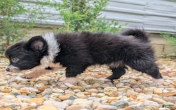 Pomchi dogs for sale: Night Fox - Image 10