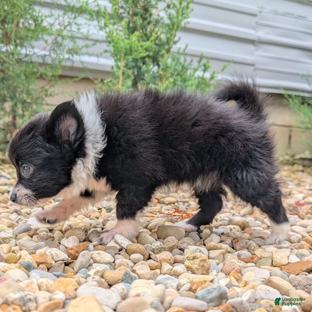Pomchi dogs for sale: Night Fox - Image 10