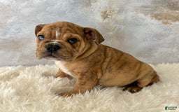 English Bulldog dogs for sale: Ben - Image 3