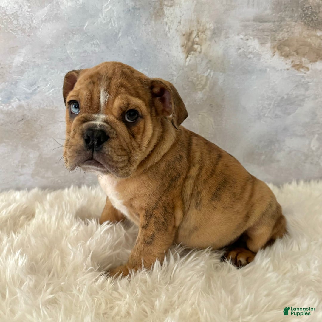 English Bulldog dogs for sale: Ben - Image 3