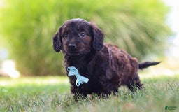 Miniature Dachshund dogs for sale: Marochino - Image 8