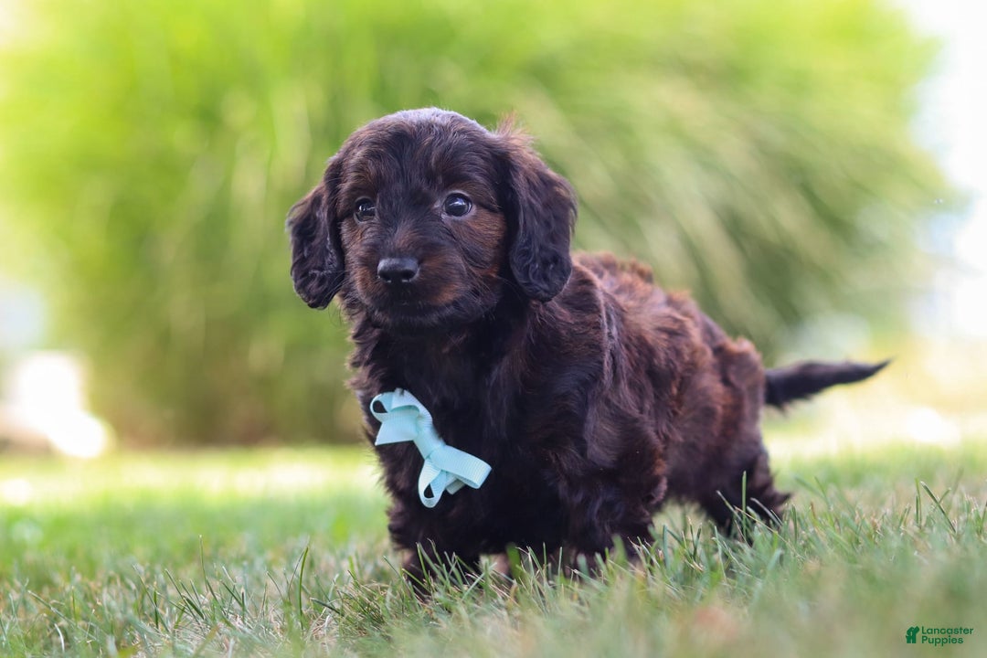 Miniature Dachshund dogs for sale: Marochino - Image 8
