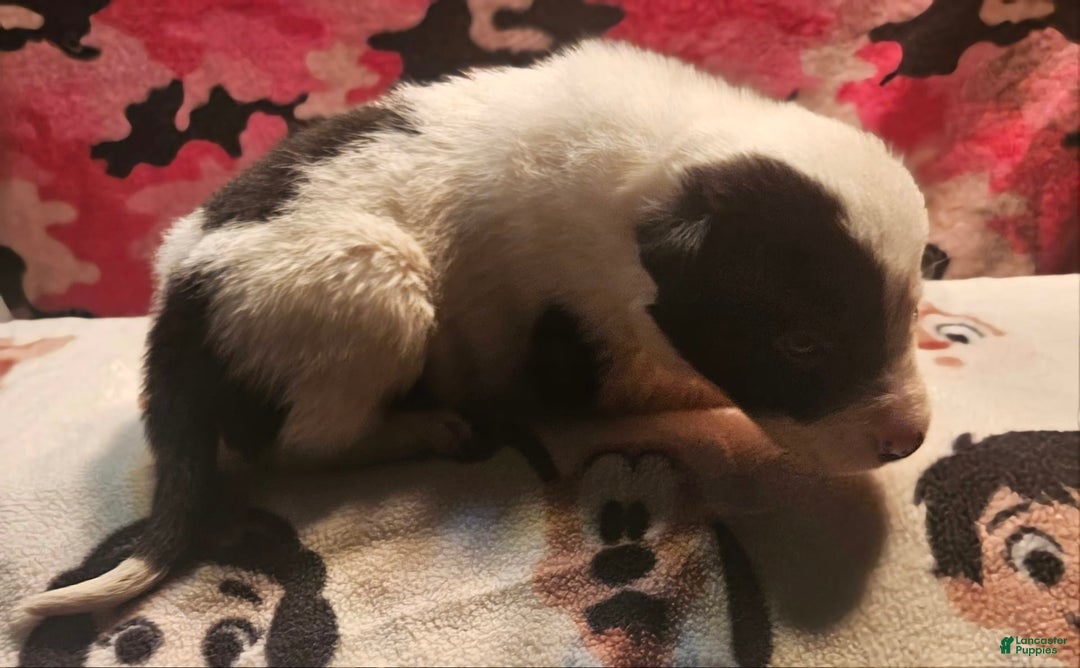 Border Collie dogs for sale: Hondo - Image 28