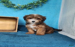 Havanese dogs for sale: Shadow - Image 2