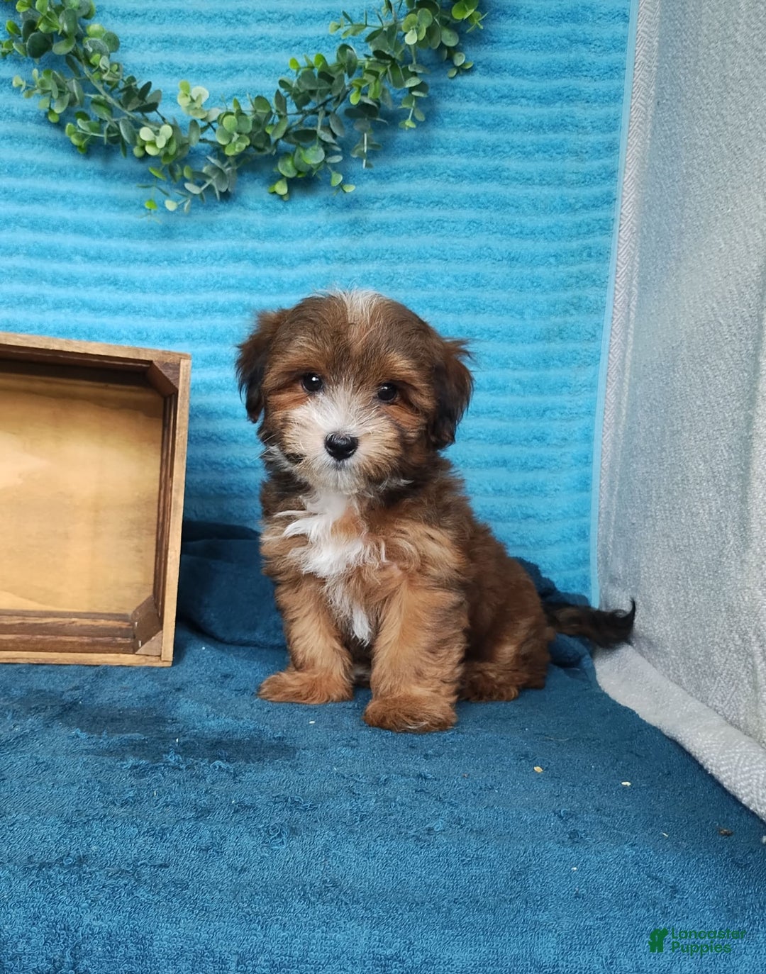 Havanese dogs for sale: Shadow - Image 2