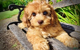 Havapoo dogs for sale: Fancy - Image 18