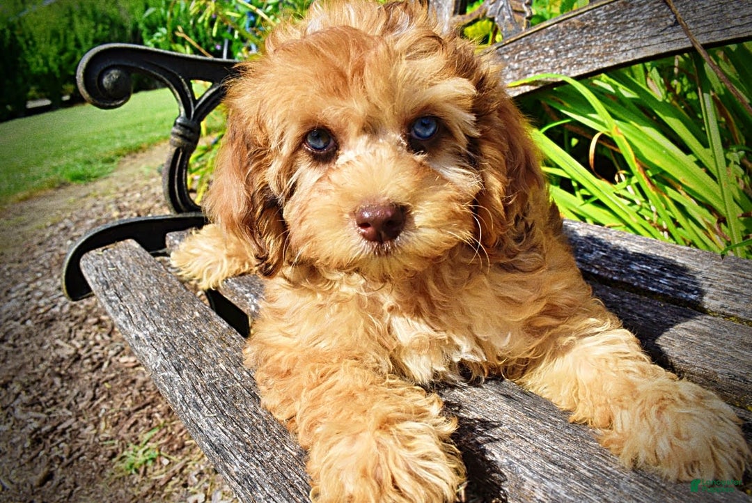Havapoo dogs for sale: Fancy - Image 18