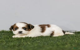 Shihpoo dogs for sale: Buster - Image 1