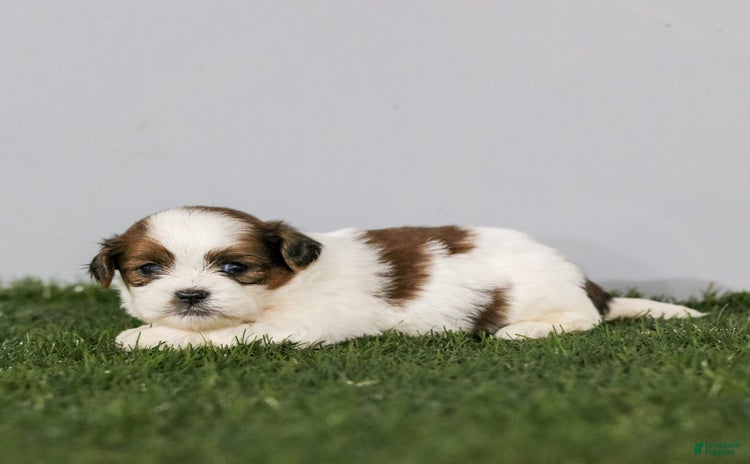 Shihpoo dogs for sale - Ad 4