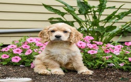 Cocker Spaniel dogs for sale: Archie - Image 6