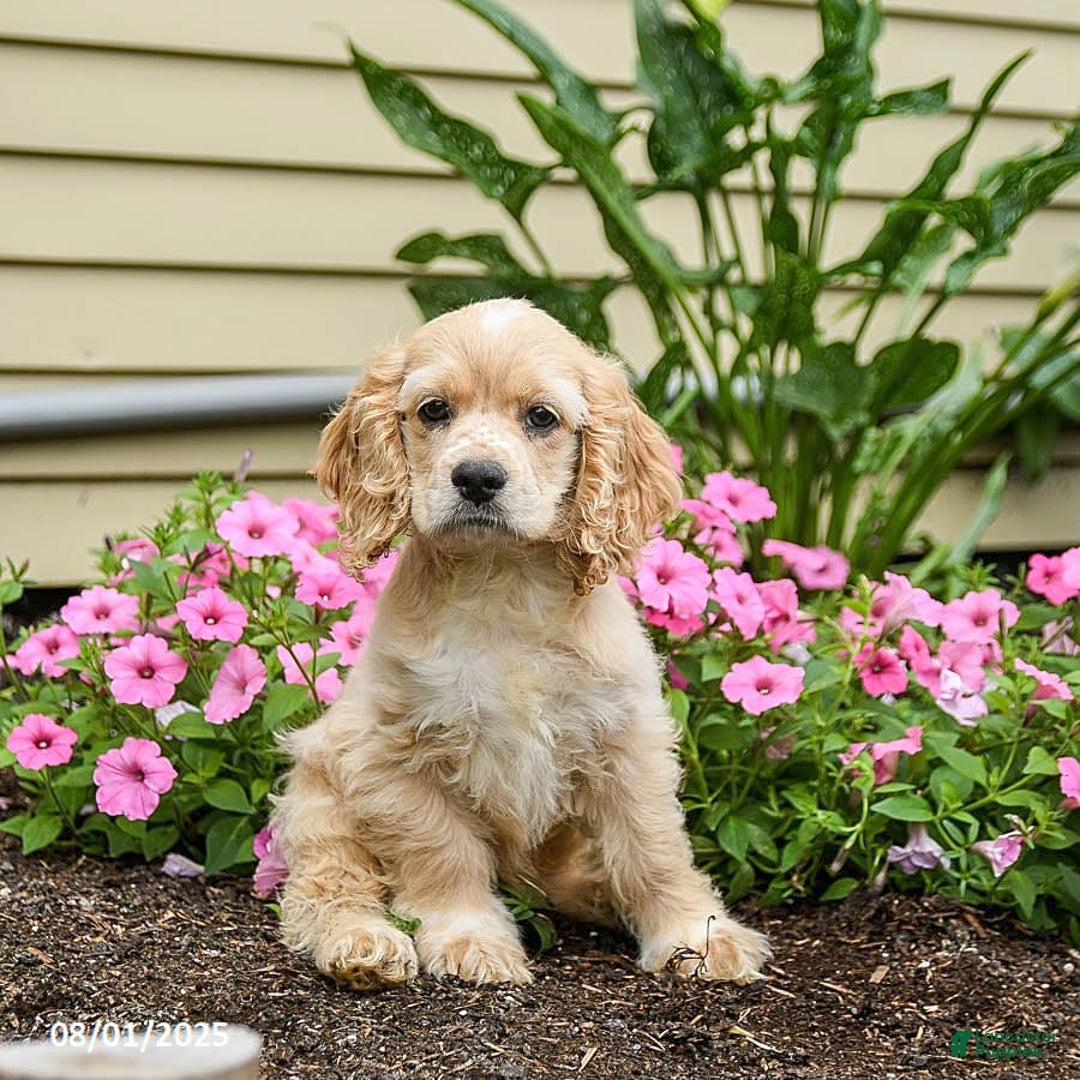Cocker Spaniel dogs for sale: Archie - Image 6