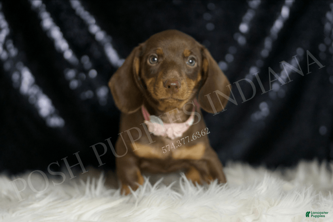 Miniature Dachshund dogs for sale: Sydney - Image 3