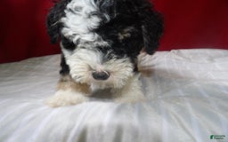 Bernedoodle dogs for sale: Daisy - Image 1