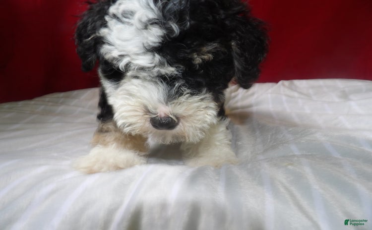 Bernedoodle dogs for sale - Ad 1