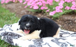 Newfoundland dogs for sale: Pearl - Image 2