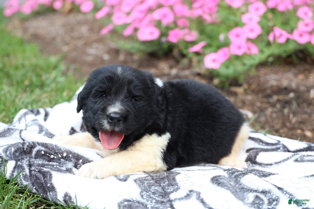 Newfoundland dogs for sale: Pearl - Image 2