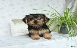 Yorkshire Terrier dogs for sale: Yorkshire Terrier 4 puppies - Image 13
