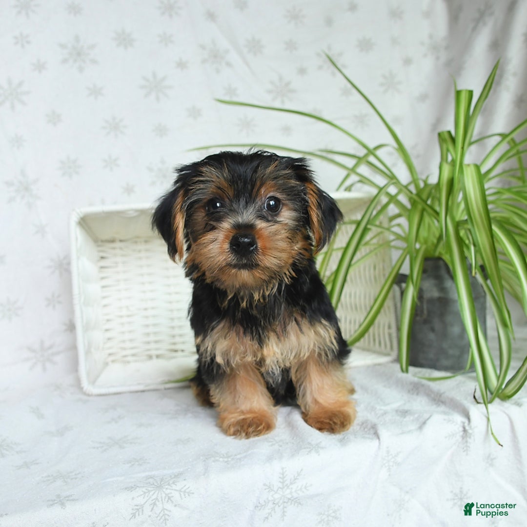Yorkshire Terrier dogs for sale: Yorkshire Terrier 4 puppies - Image 13