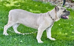 Cane Corso dogs for sale: Georgia - Image 41
