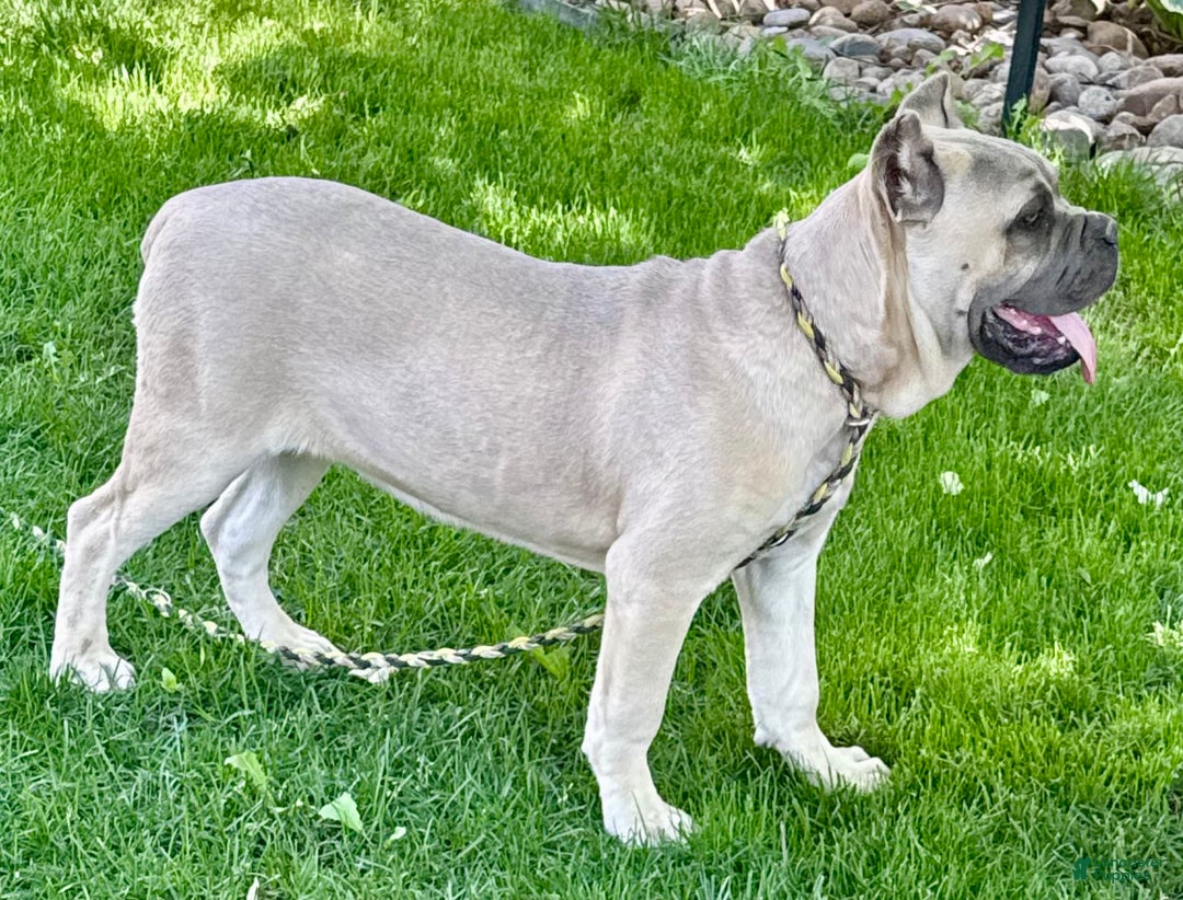 Cane Corso dogs for sale: Georgia - Image 41