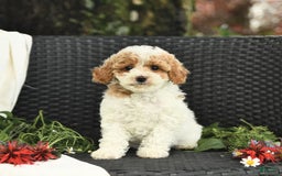 Cockapoo dogs for sale: Joy - Image 8