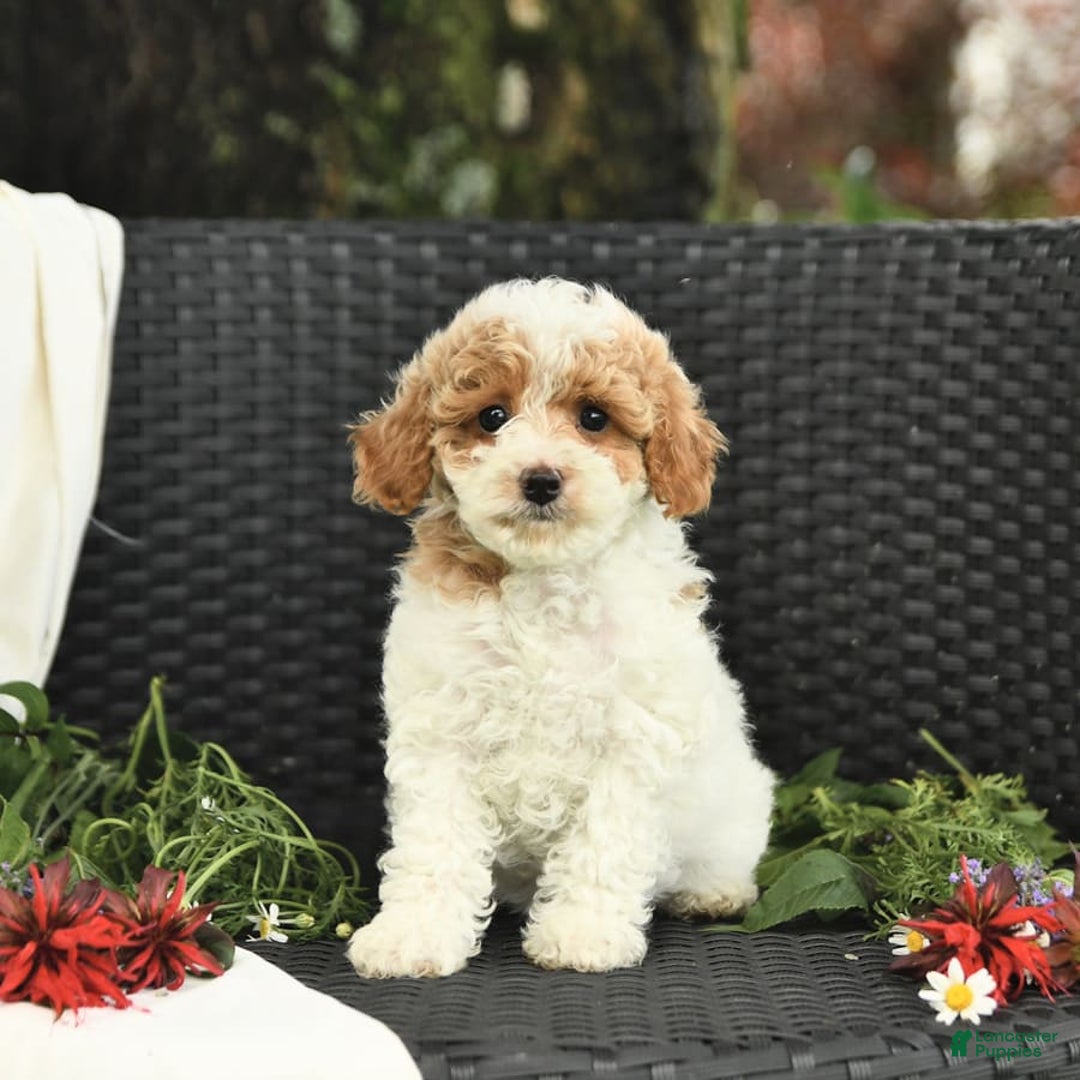 Cockapoo dogs for sale: Joy - Image 8