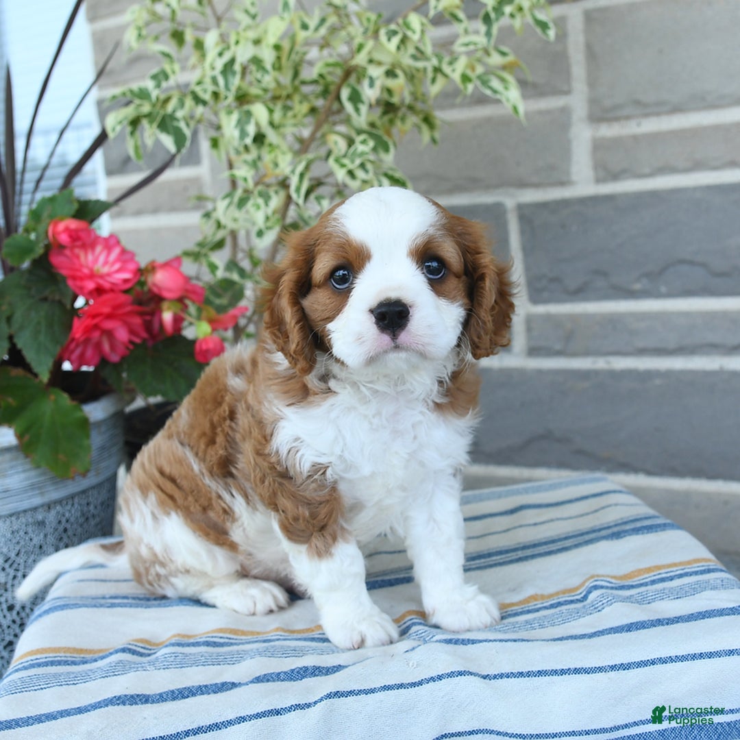 Cavalier King Charles Spaniel dogs for sale: Prince - Image 2