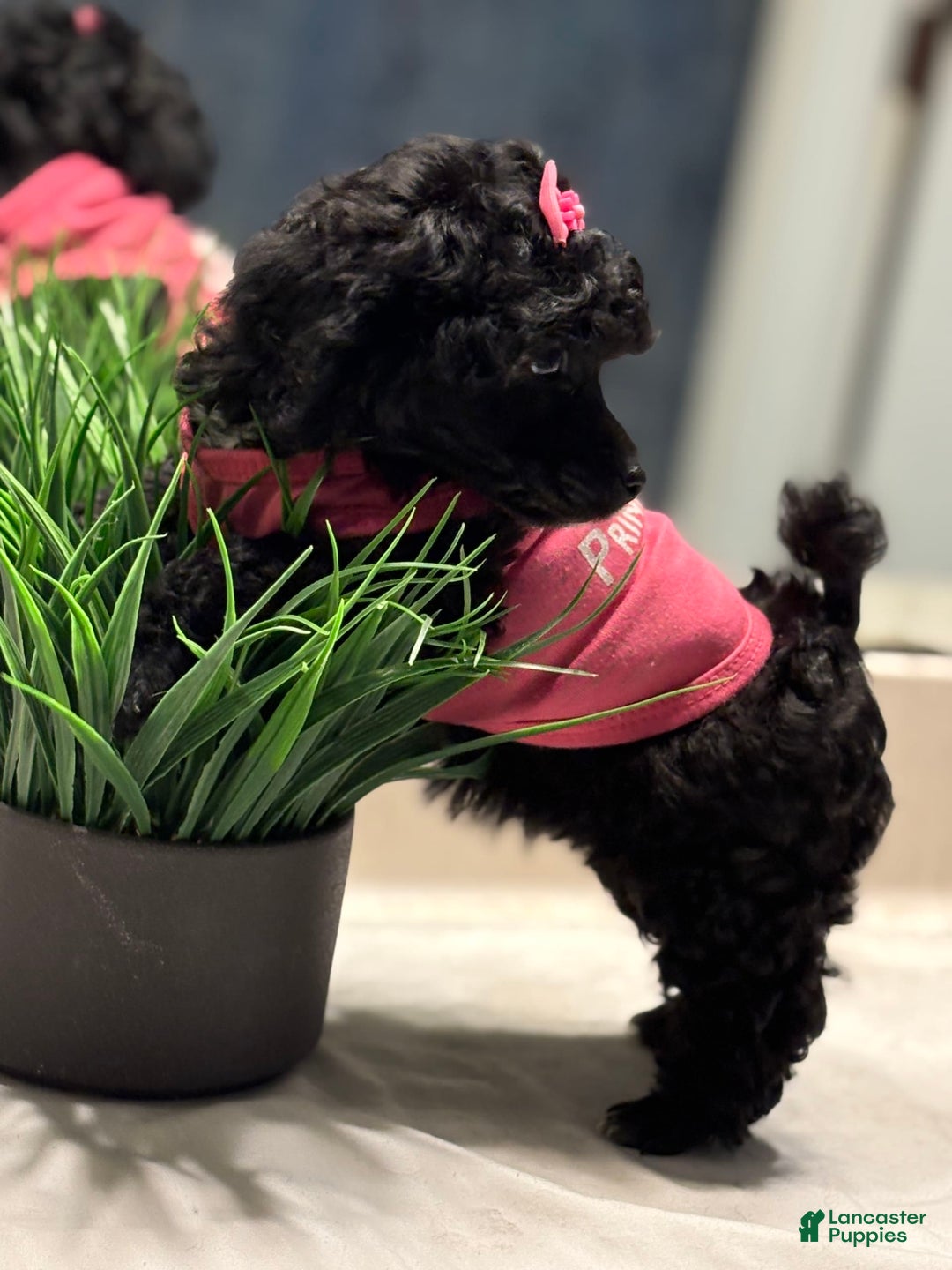 Toy Poodle dogs for sale: Bella - Image 1