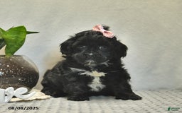 Shihpoo dogs for sale: Rain - Image 1