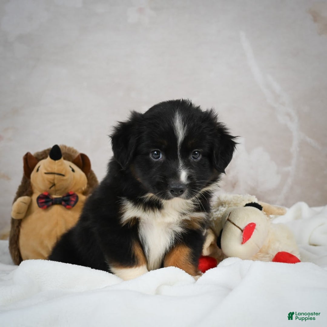 Miniature Australian Shepherd dogs for sale: Queen - Image 3