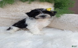 Teddy Bear dogs for sale: Teddy Bear 6 puppies - Image 1