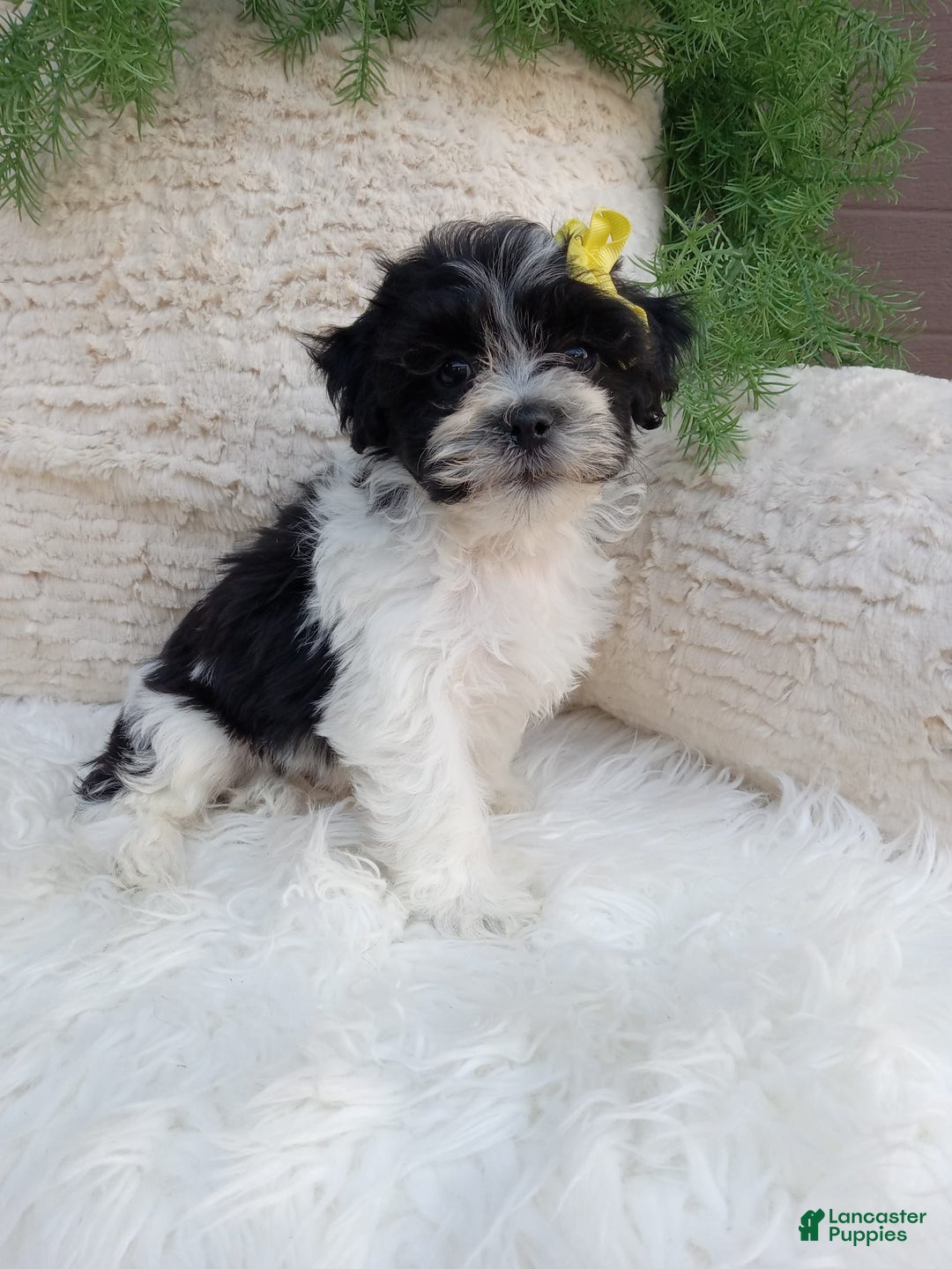Teddy Bear dogs for sale: Teddy Bear 6 puppies - Image 1