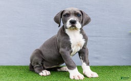 Great Dane dogs for sale: Karen - Image 11