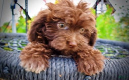 Havapoo dogs for sale: Bessie - Image 1