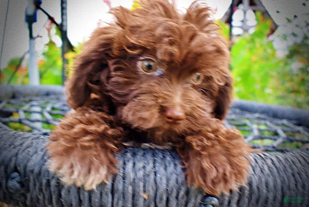 Havapoo dogs for sale: Bessie - Image 1