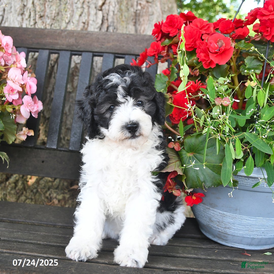 Mini Aussiedoodle dogs for sale: Alexia - Image 3