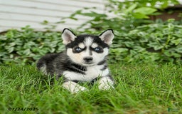 Pomsky dogs for sale: Kit - Image 2