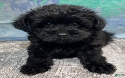 Yorkiepoo dogs for sale: Black Beauty - Image 1