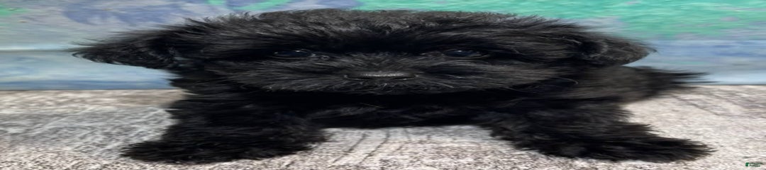 Black Beauty