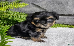 Havapoo dogs for sale: Bella - Image 4