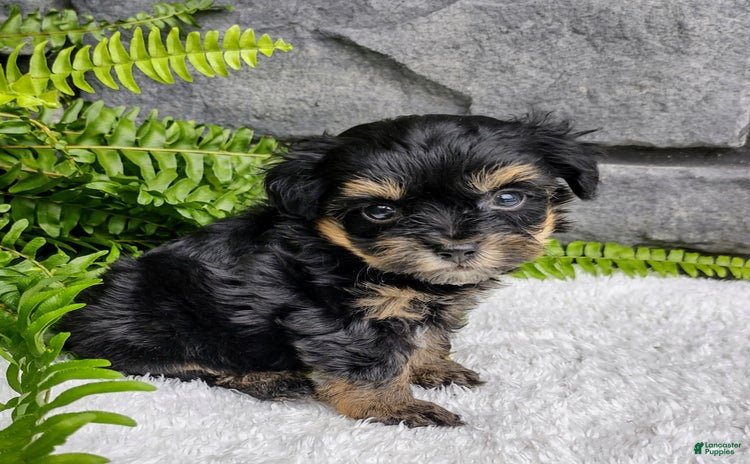 Havapoo dogs for sale - Ad 2