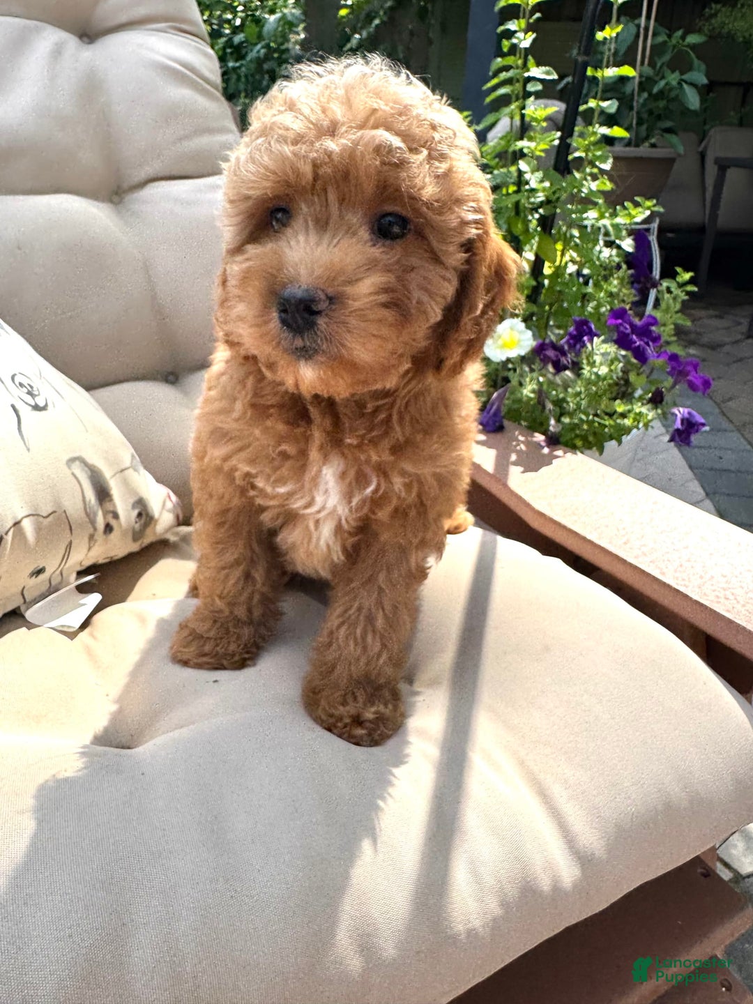 Cavapoo dogs for sale: Bradley - Image 1