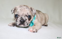 French Bulldog dogs for sale: Loki Akc - Image 16