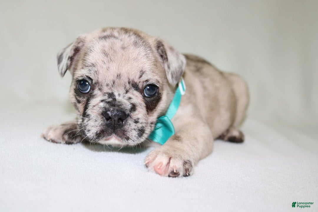 French Bulldog dogs for sale: Loki Akc - Image 16
