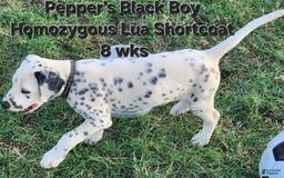 Dalmatian dogs for sale: Peppers Black Boy - Image 14