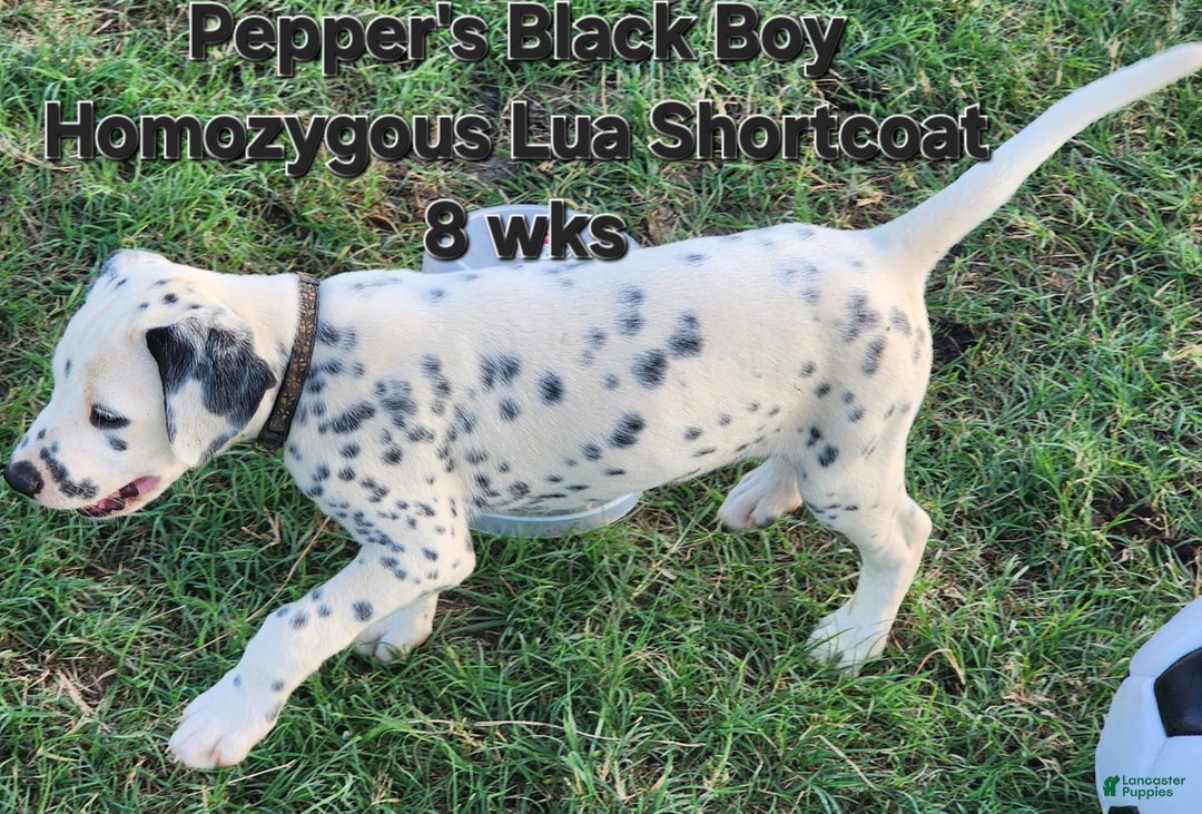 Dalmatian dogs for sale: Peppers Black Boy - Image 14