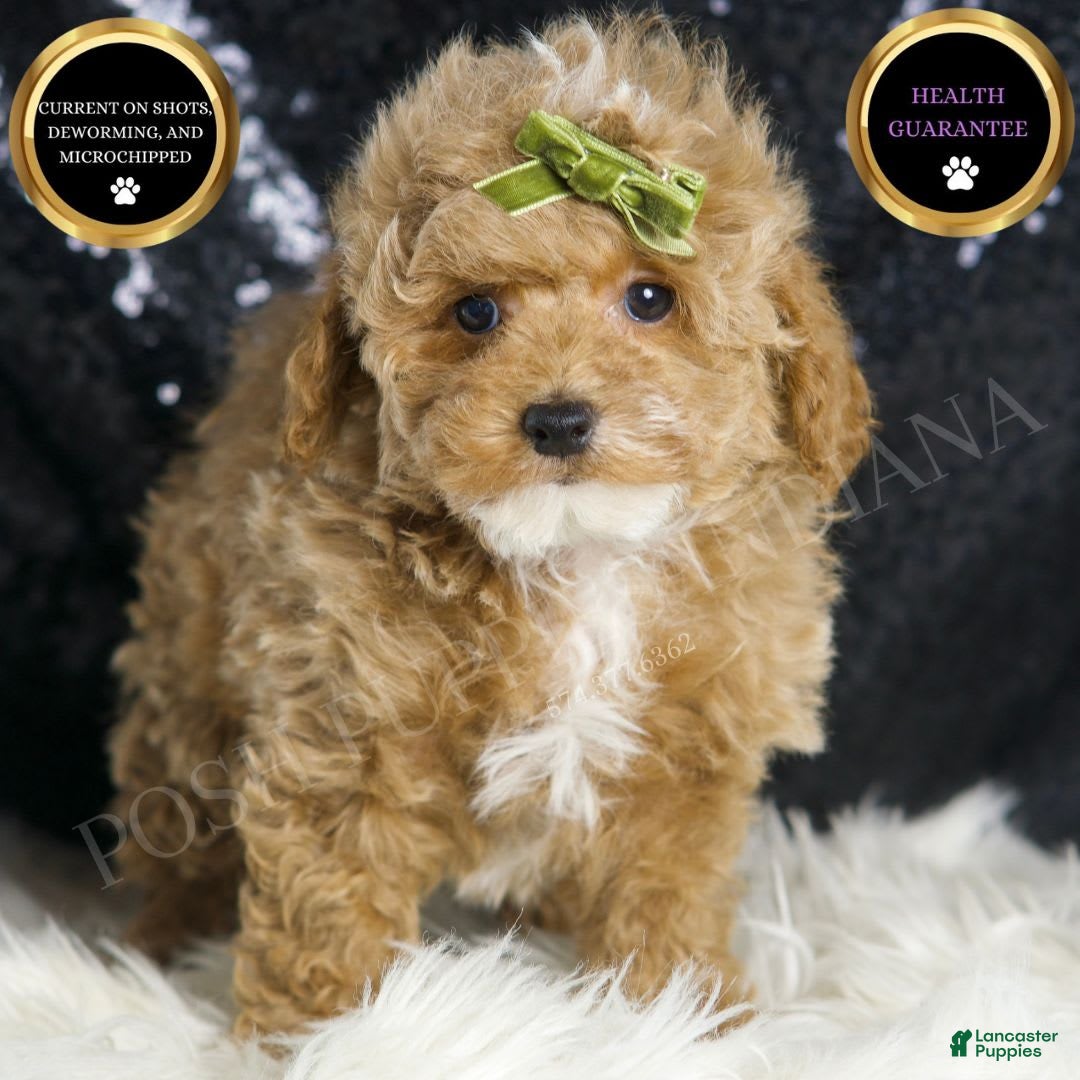 Maltipoo dogs for sale: Eminem - Image 1