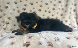 Miniature Schnauzer dogs for sale: Chaos - Image 5