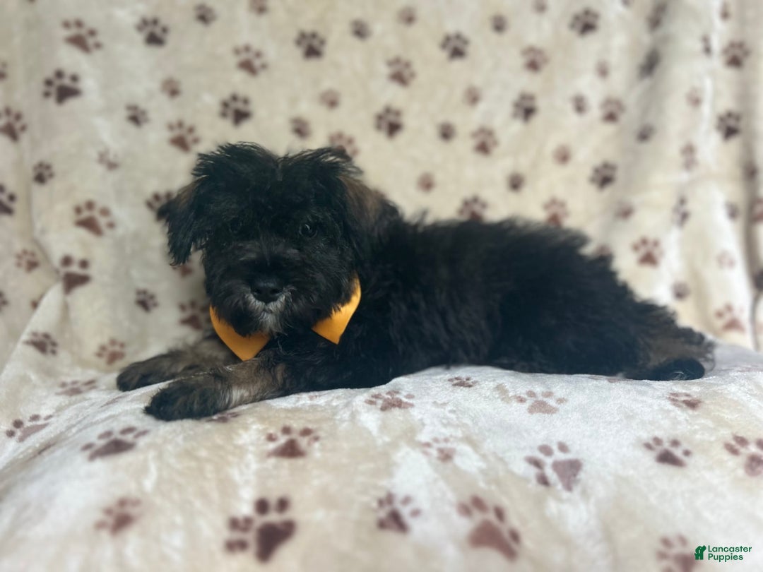 Miniature Schnauzer dogs for sale: Chaos - Image 5
