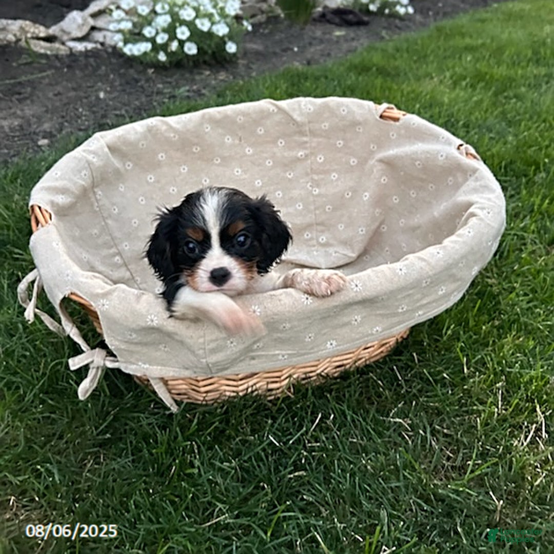 Cavalier King Charles Spaniel dogs for sale: Cavalier King Charles Spaniel 5 puppies - Image 11